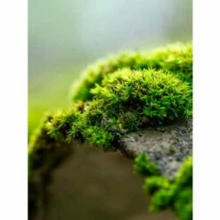 DALEP PE éco·R Traitement Fongicide Prêt à L’Emploi D’origine Végétale – Bidon De 20L