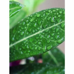 DALEP D 31 éco·R Protection Hydrofuge D’origine Végétale – Bidon De 20L